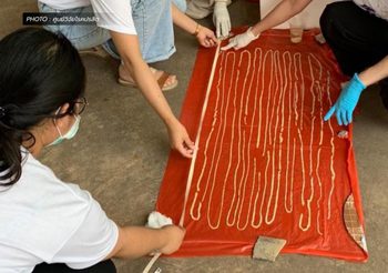 พบ ‘พยาธิตืดวัว’ ในผู้ป่วยชาวหนองคาย ยาวกว่า 18 เมตร