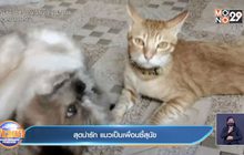 สุดน่ารัก แมวเป็นเพื่อนซี้สุนัข
