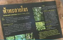 ผลทดลอง “ฟ้าทะลายโจร” ยับยั้ง-ฆ่าเชื้อโควิด-19 ได้