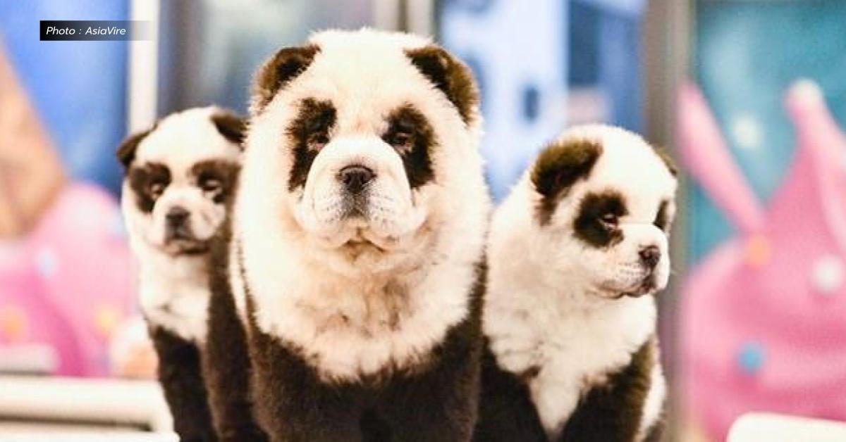 วิจารณ์ยับ ! คาเฟ่สัตว์ในจีน จับสุนัขย้อมสีให้ดูเหมือนหมีแพนด้า