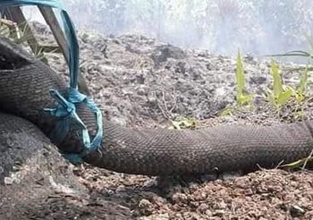 สะเทือนใจ! ภาพงูยักษ์ไหม้เกรี้ยม หลังหนีไม่รอดจากไฟป่าอินโดฯ
