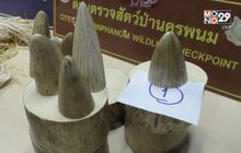 จับหญิงเวียดนามขนงาช้างเข้าประเทศ