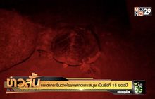 แม่เต่ากระขึ้นวางไข่ชายหาดเกาะสมุย เป็นรังที่ 15 ของปี