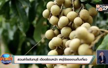 สวนลำไยเมืองจันทบุรี เดือดร้อนหนัก เหตุไร้แรงงานเก็บเกี่ยว