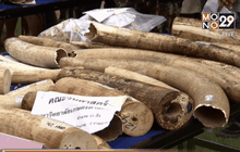 ทำลายงาช้างของกลางกว่า 2 ตัน ครั้งแรกในไทย