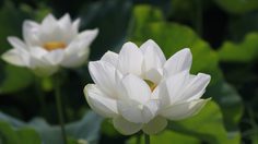 ปฏิทินวันพระ 2563 เดือนกันยายน