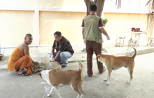 สังเวย “พิษสุนัขบ้า” 3 ราย – ประกาศพื้นที่สีแดง 22 จังหวัด