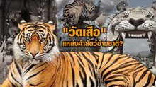 “วัดเสือ” แหล่งค้าสัตว์ข้ามชาติ?