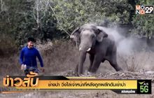 ช้างป่า วิ่งไล่เจ้าหน้าที่หลังถูกผลักดันเข้าป่า