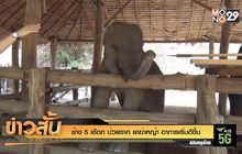 ช้าง 5 เชือก ป่วยจาก ยาฆ่าหญ้า อาการเริ่มดีขึ้น