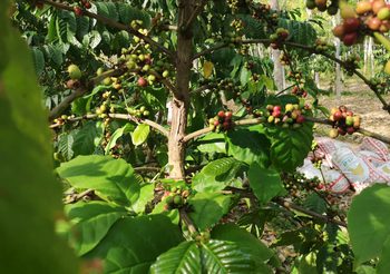 คิดต่าง!! เกษตรกรชาวสวนยาง ใช้ร่องสวนปลูกกาแฟคุณภาพจากต้นสู่แก้ว