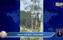 เหตุเพราะตัดไปดื่มไป เป็นลมคาต้นไม้