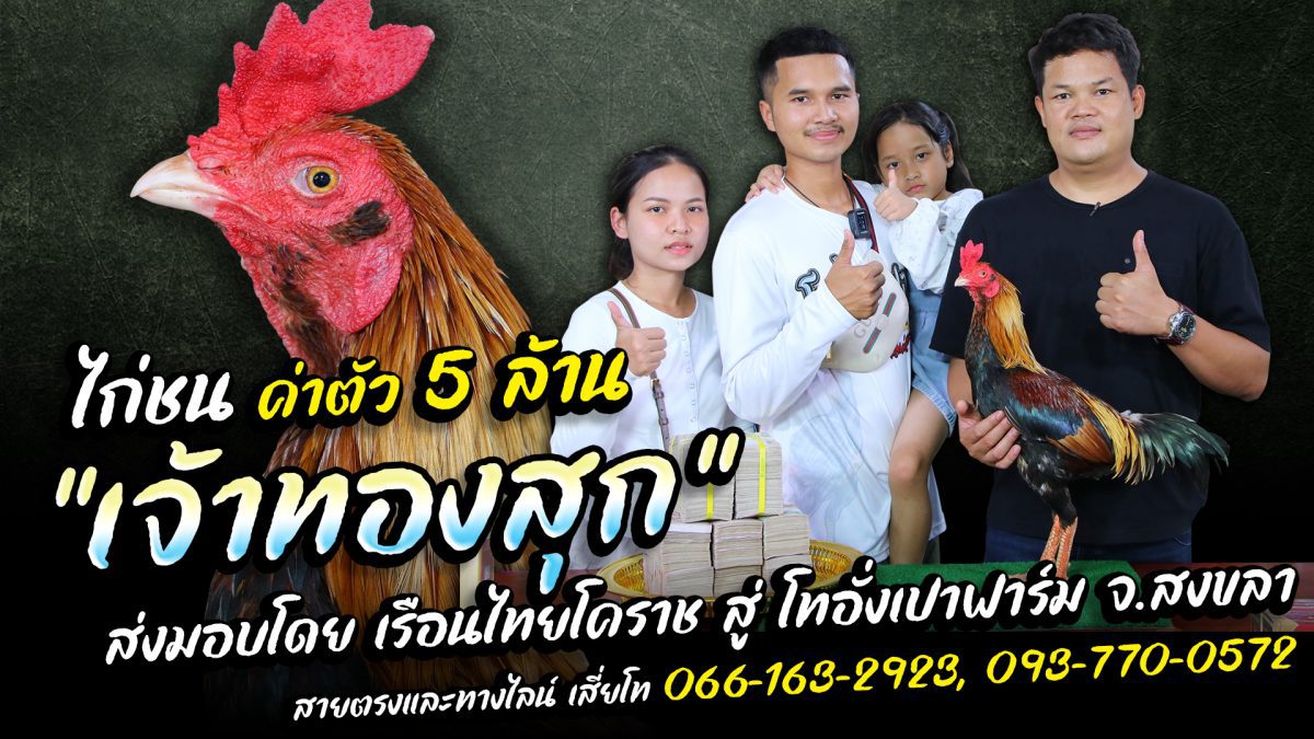 ไก่ชนค่าตัว 5 ล้าน แพงที่สูงแห่งปี 67 "เจ้าทองสุก" เรือนไทยโคราช สู่ โทอั่งเปาฟาร์ม จ.สงขลา