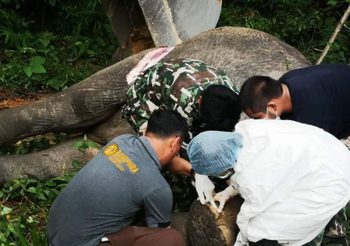 กรมอุทยาน ผ่าชันสูตรช้างป่าบถูกรถบรรทุก 18 ล้อชนจนตาย