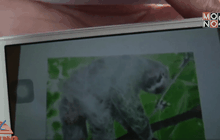 จ.ปทุมธานี ชาวบ้านผวา! หมีหลุดกรง