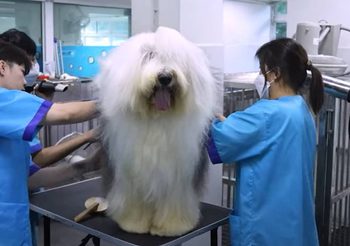 สคช. เปิดตัว 4 มาตรฐานอาชีพใหม่ ตอบโจทย์เศรษฐกิจดิจิทัล ชูคุณวุฒิวิชาชีพ “ดีกรีทางอาชีพ” การันตีความรู้ ความสามารถของคนทำงาน