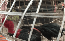 โมโหเพื่อนบ้านทำร้ายไก่ชน ใช้มีดแทงคู่กรณีดับ