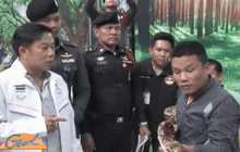 ภูเก็ตล้อมคอกการแสดงโชว์สัตว์