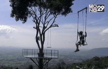 ตรวจชิงช้าต้นไม้บ้านรักไทย