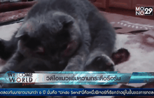 ดูวิดีโอแมวช่วยเพิ่มความกระตือรือร้น-อารมณ์ด้านบวก