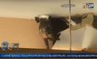 หมู่ป่าโผล่กลางห้างในฮ่องกง
