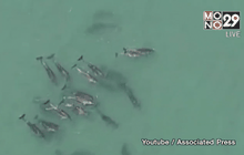 ออสเตรเลียจัดหารือเทคโนโลยีป้องกันฉลาม