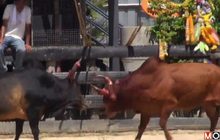 ชนวัวคู่ประวัติศาสตร์ จ.สงขลา