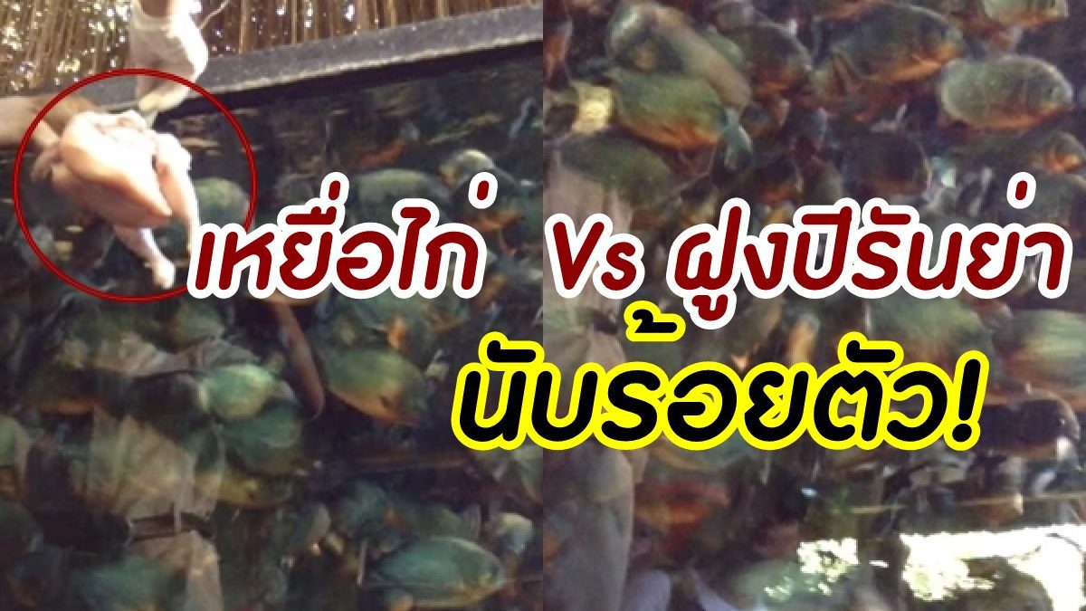 จะเหมือนในหนังมั้ย! เมื่อ หย่อนเหยื่อไก่ Vs ฝูงปลาปิรันย่านับร้อย