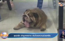 สุดน่ารัก เจ้าตูบหลงทาง เดินไปขอความช่วยเหลือ