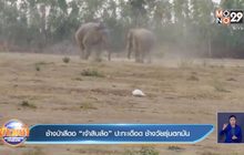 ช้างป่าสีดอ “เจ้าสิบล้อ” ปะทะเดือด ช้างวัยรุ่นตกมัน