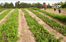 ชาวไร่มันปลูกผักปลอดสารพิษเพิ่มรายได้