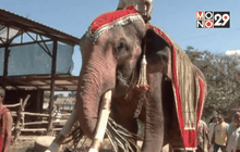 ” พลายทองใบ ” ช้างงายาวที่สุดได้รับอิสรภาพ