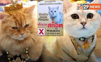 ประกวดหนูน้อยนพแมวในงานลอยกระทงแมว