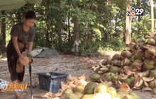 ข้อสังเกตกระทรวงพาณิชย์นำเข้ามะพร้าว 3 หมื่นตัน