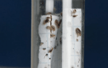 นักวิทยาศาสตร์ศึกษาพันธุกรรมตัวเรือดเพื่อผลิตยาฆ่า