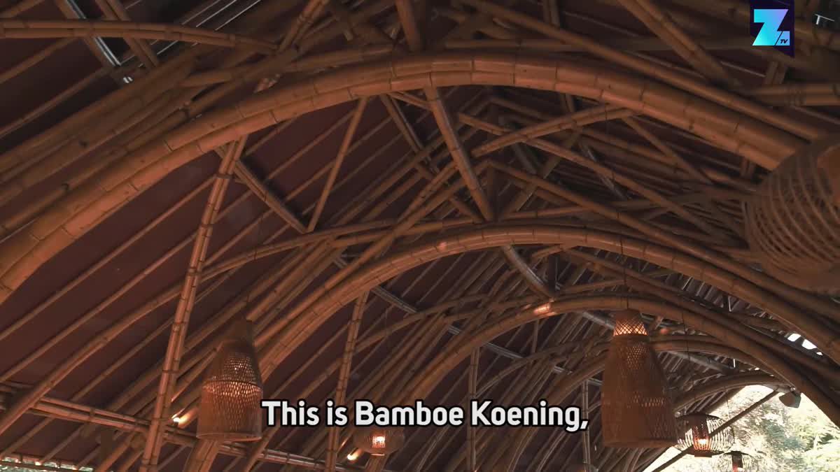 Bamboo's Comeback | They had the answer all along