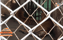 เสือโคร่งตลาดน้ำอโยธยา ตะปบเด็ก4ขวบ