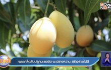 เผยเคล็ดลับปลูกมะยงชิด-มะปรางหวาน สร้างรายได้ดี