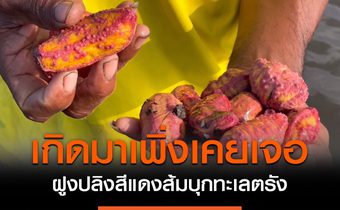 ปรากฎการณ์แปลก! ฝูงปลิงสีแดงส้มบุกทะเลตรัง ชาวประมงตกใจ