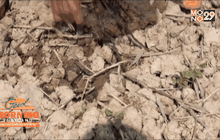 ชาวนา จ.พะเยา ปลูกถั่วเขียวหนีแล้งไม่ได้ผลผลิต