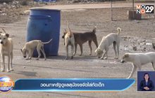 วอนภาครัฐดูแลสุนัขจรจัดไล่กัดเด็ก