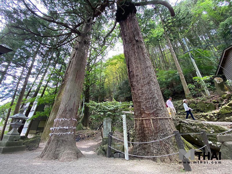 ต้นสนซีดาร์ศักดิ์สิทธิ์