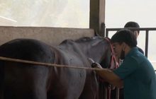 ห้ามเคลื่อนย้ายม้าป้องกันกาฬโรคฯ ระบาด