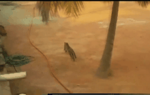 เสือดาววิ่งเข้ามาในโรงเรียนที่อินเดีย