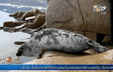 แมวน้ำช่วยติดตามการละลายของธารน้ำแข็ง