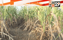 ไร่อ้อยขาดน้ำ เสียหายหลายร้อยไร่