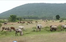 “ประวิตร” ยันไม่ปกป้อง “ปารีณา” คดีรุกป่า