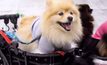 ตัวอย่างแรกซีรีส์สารคดี Dogs อวดความน่ารักเพื่อนสี่ขาขนปุย
