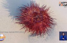 แจงสาเหตุ กองทัพ’เม่นทะเลสีแดง’ เกยเกลื่อนหาดป่าตอง