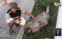 ล้อมจับกันให้วุ่น! หมูป่ายักษ์หลุดมาเดินจะเข้าห้างย่านบางพลี จ.สมุทรปราการ